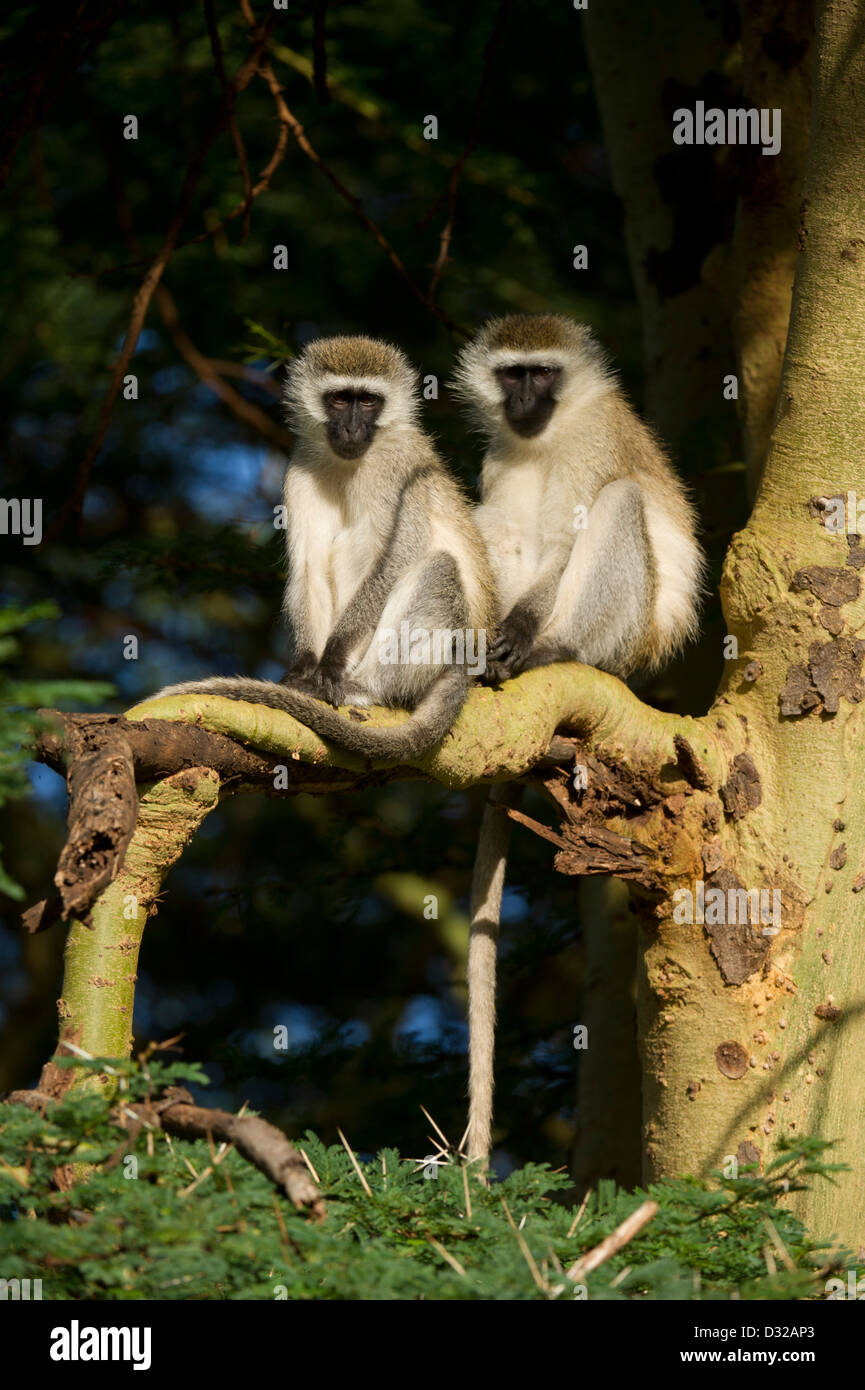 Singe vervet (Cercopithecus aethiops), Lewa Wildlife Conservancy, Plateau de Laikipia, Kenya Banque D'Images