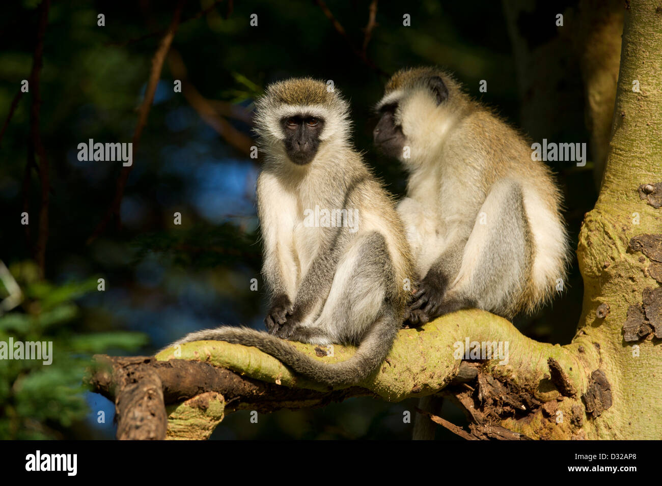 Singe vervet (Cercopithecus aethiops), Lewa Wildlife Conservancy, Plateau de Laikipia, Kenya Banque D'Images