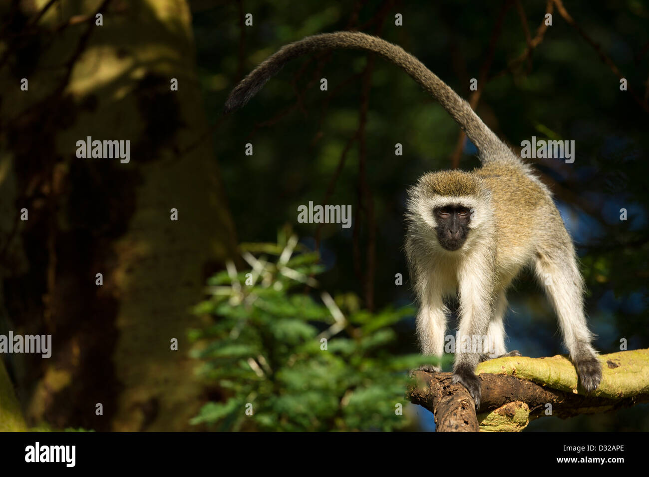 Singe vervet (Cercopithecus aethiops), Lewa Wildlife Conservancy, Plateau de Laikipia, Kenya Banque D'Images