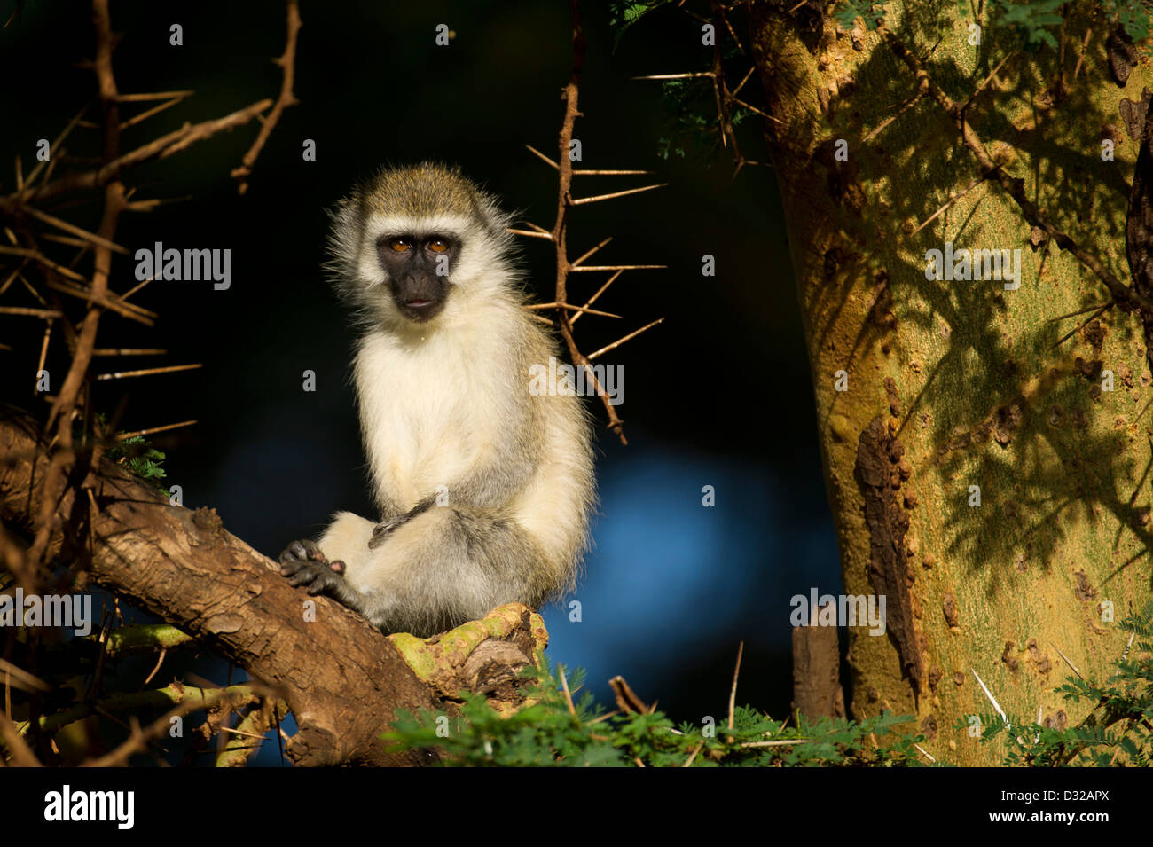 Singe vervet (Cercopithecus aethiops), Lewa Wildlife Conservancy, Plateau de Laikipia, Kenya Banque D'Images