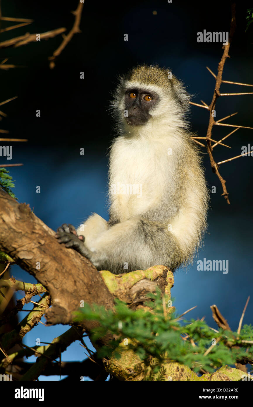 Singe vervet (Cercopithecus aethiops), Lewa Wildlife Conservancy, Plateau de Laikipia, Kenya Banque D'Images