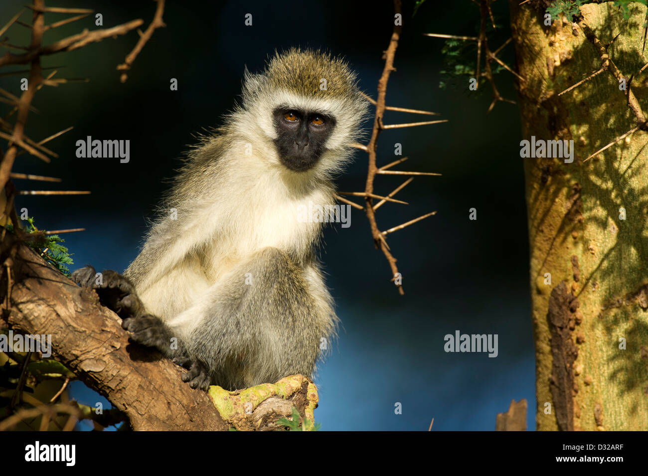 Singe vervet (Cercopithecus aethiops), Lewa Wildlife Conservancy, Plateau de Laikipia, Kenya Banque D'Images