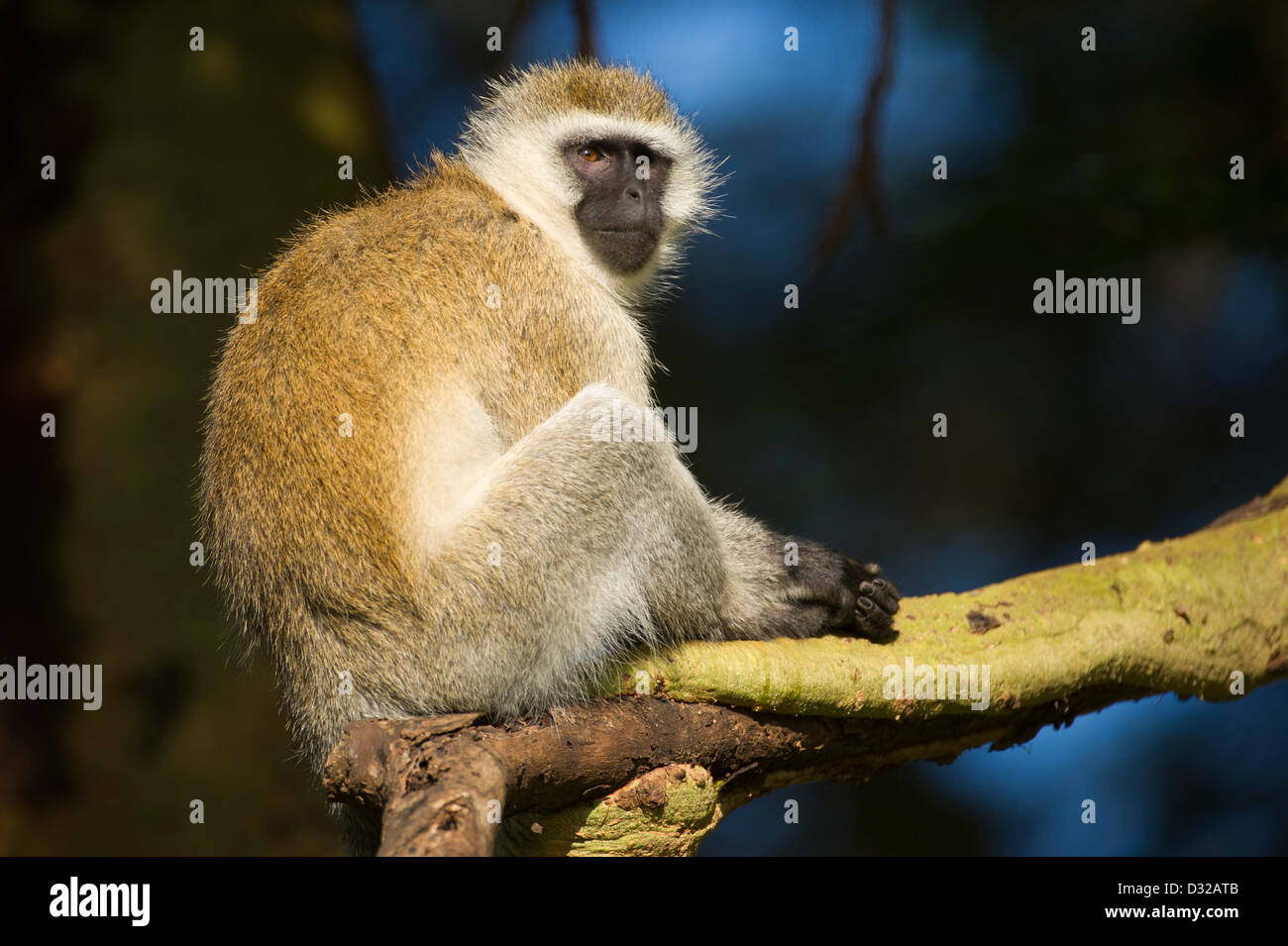 Singe vervet (Cercopithecus aethiops), Lewa Wildlife Conservancy, Plateau de Laikipia, Kenya Banque D'Images