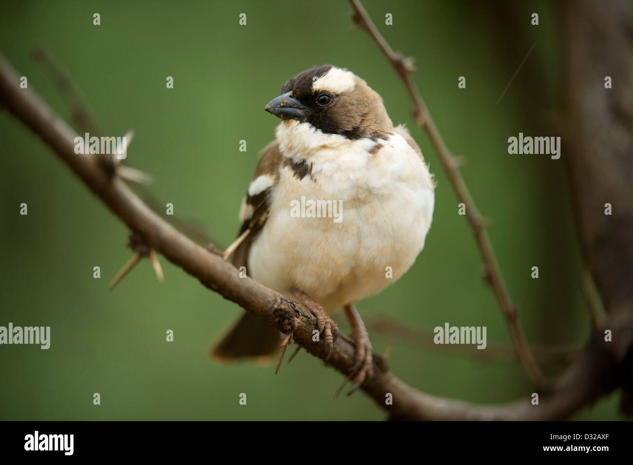 White-browed Sparrow-Weaver (Plocepasser mahali), Lewa Wildlife Conservancy, Plateau de Laikipia, Kenya Banque D'Images