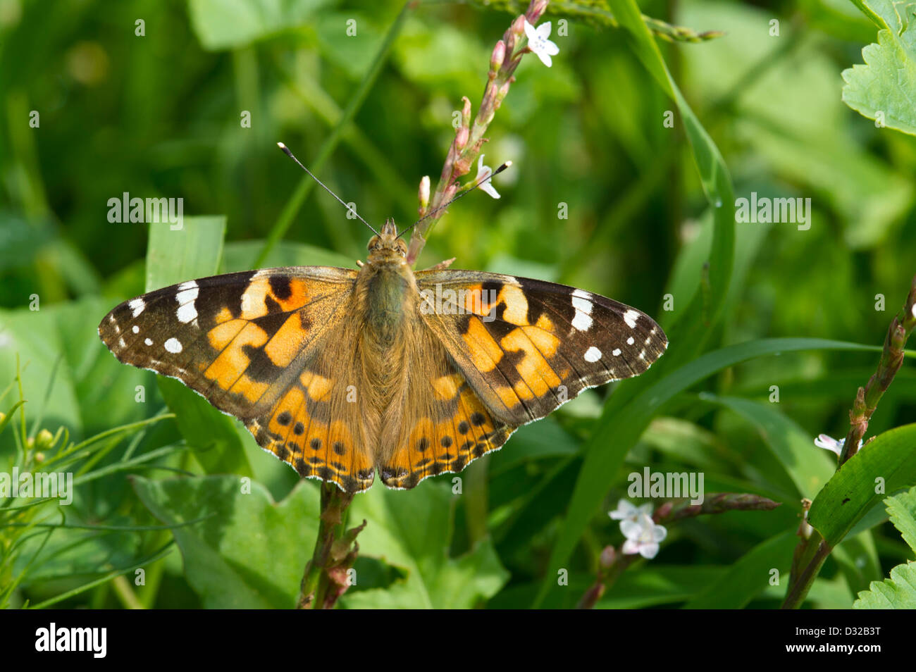 Papillon, Lewa Wildlife Conservancy, Plateau de Laikipia, Kenya Banque D'Images