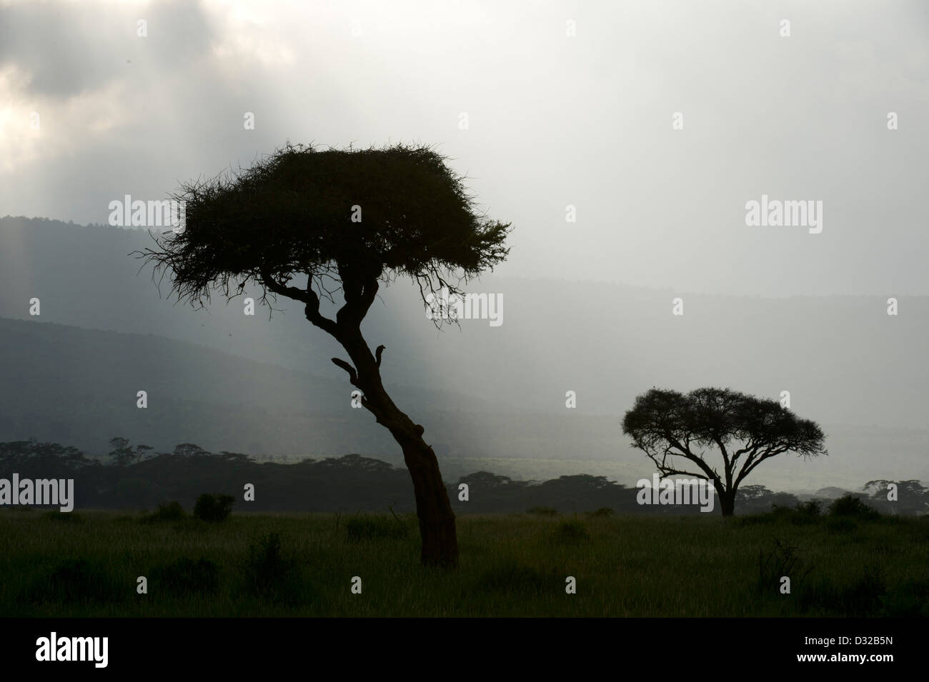 Le temps orageux, Lewa Wildlife Conservancy, Plateau de Laikipia, Kenya Banque D'Images