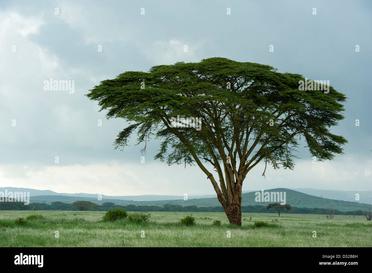 Fever tree, Acacia xanthophloea, Lewa Wildlife Conservancy, Plateau de Laikipia, Kenya Banque D'Images