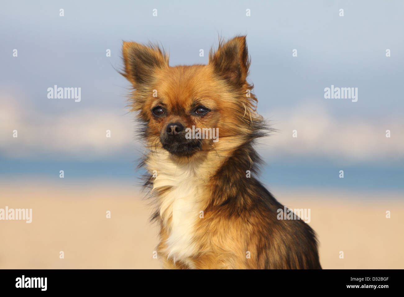 Chien Chihuahua poil long portrait adultes Banque D'Images