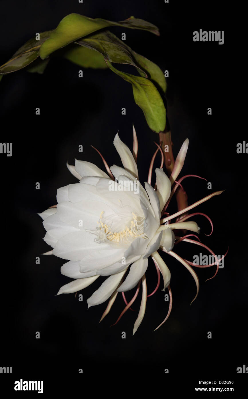 Epiphyllum oxypetalum, une boîte de nuit fleur de cactus en fleurs Banque D'Images