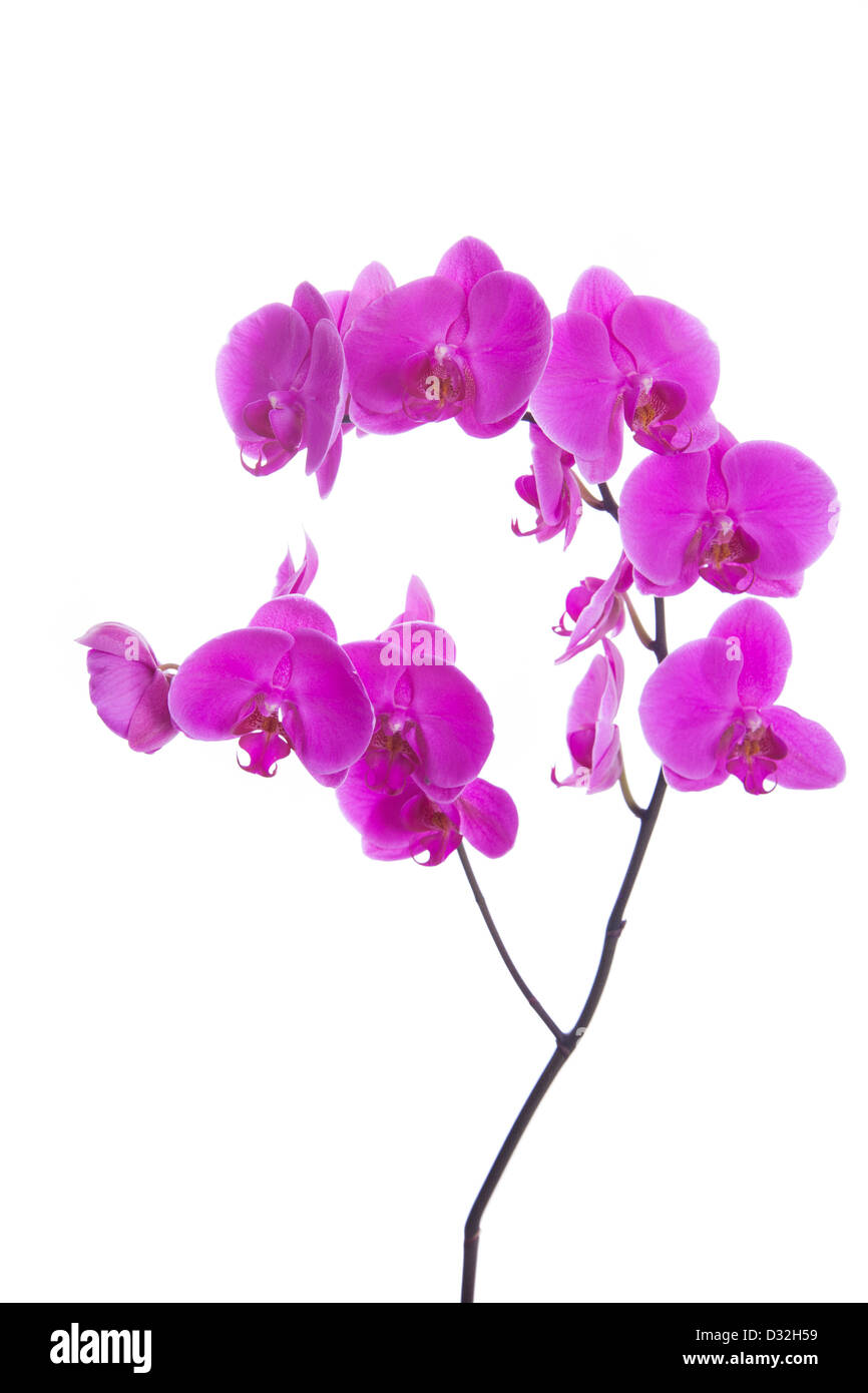 Fleurs roses orchid isolé sur fond blanc Banque D'Images