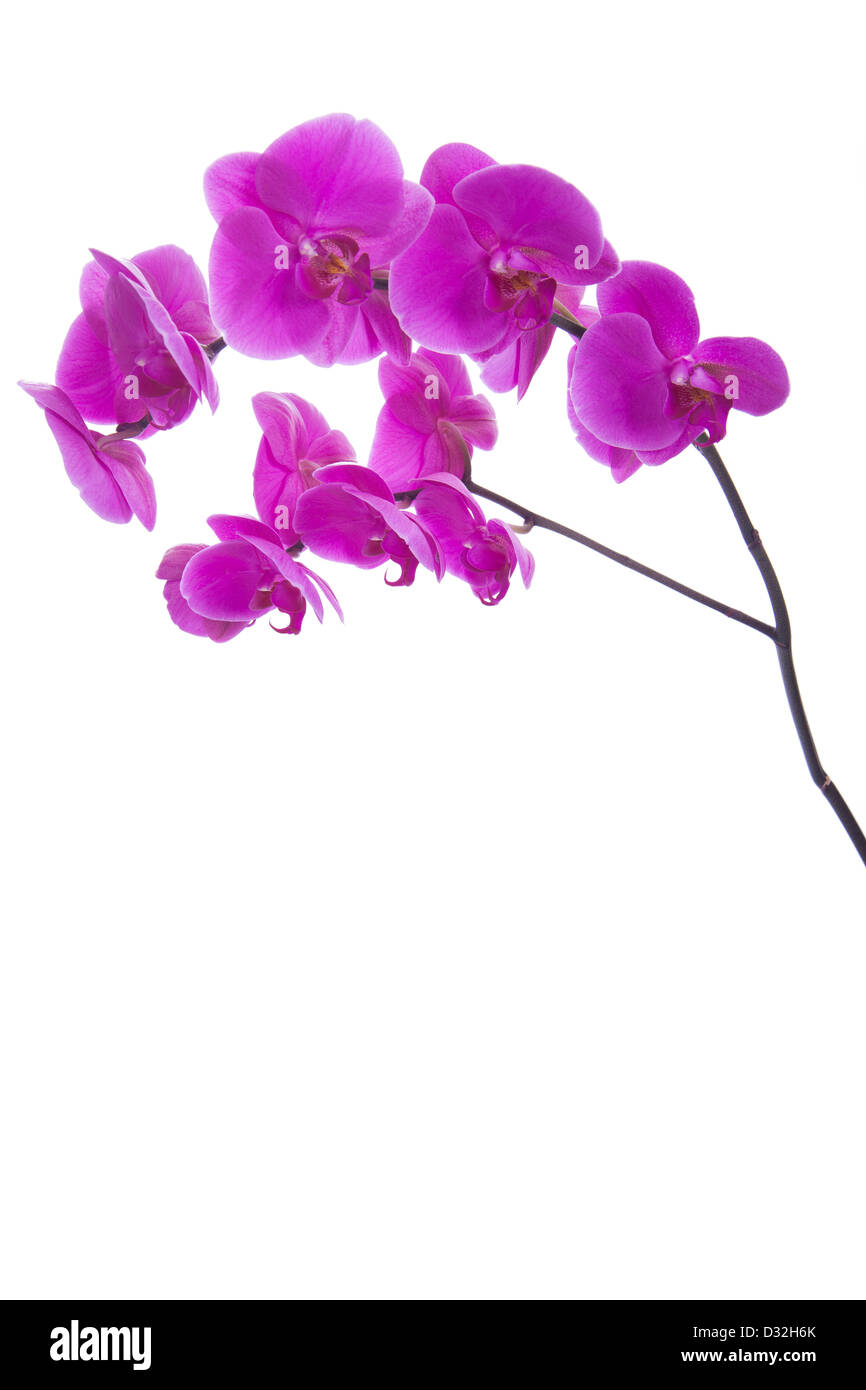 Fleurs roses orchid isolé sur fond blanc Banque D'Images