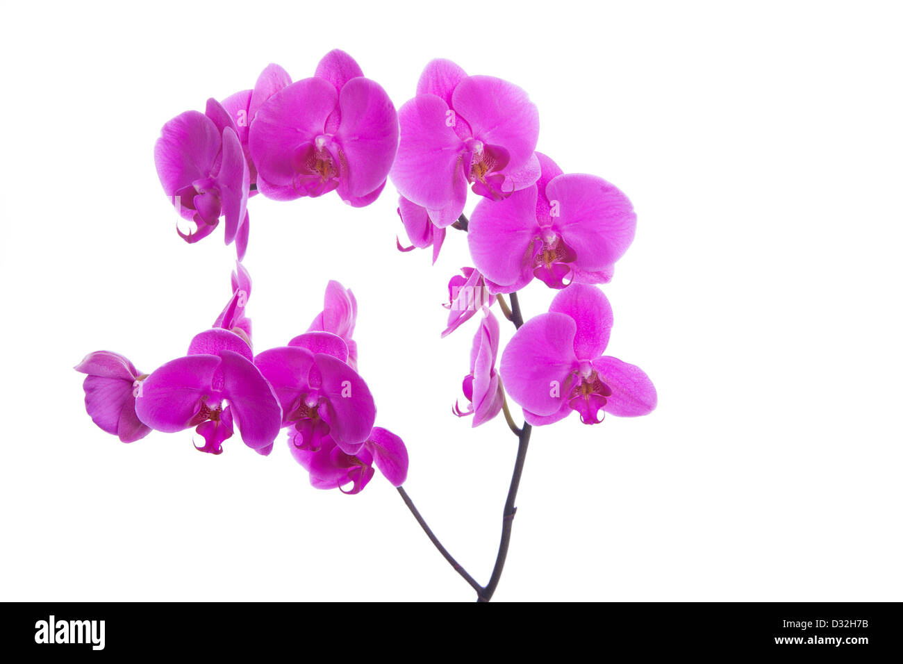 Fleurs roses orchid isolé sur fond blanc Banque D'Images