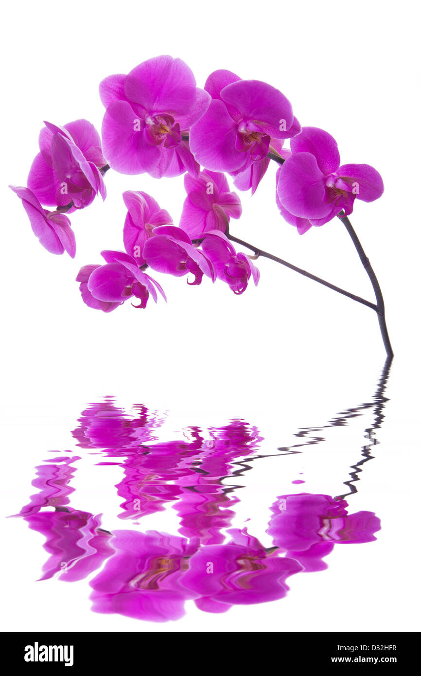 Fleurs roses orchid isolé sur fond blanc Banque D'Images