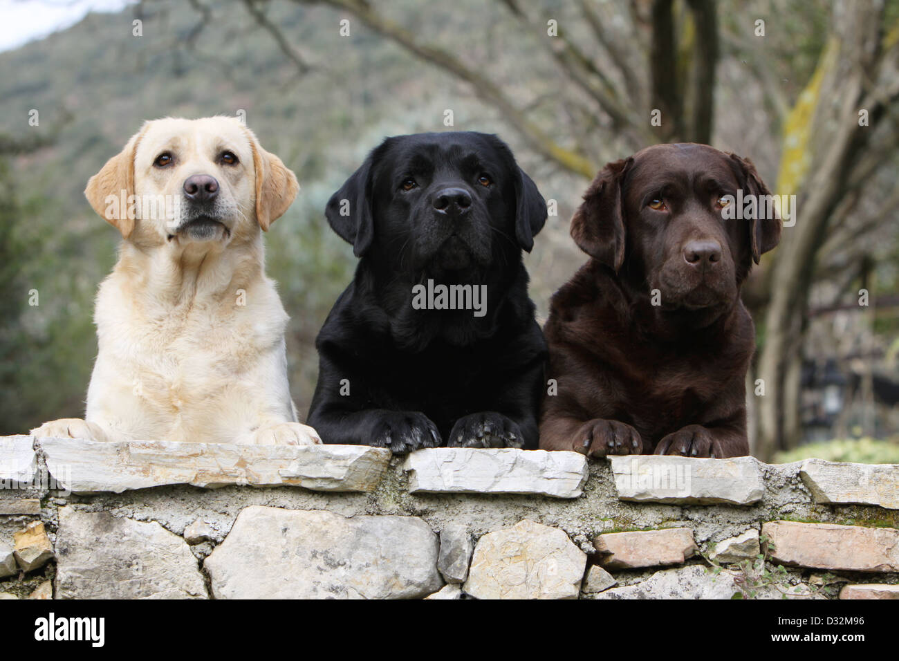 Chien Labrador Retriever Trois Adultes Differentes Couleurs Jaune Noir Et Chocolat Sur Un Mur Photo Stock Alamy