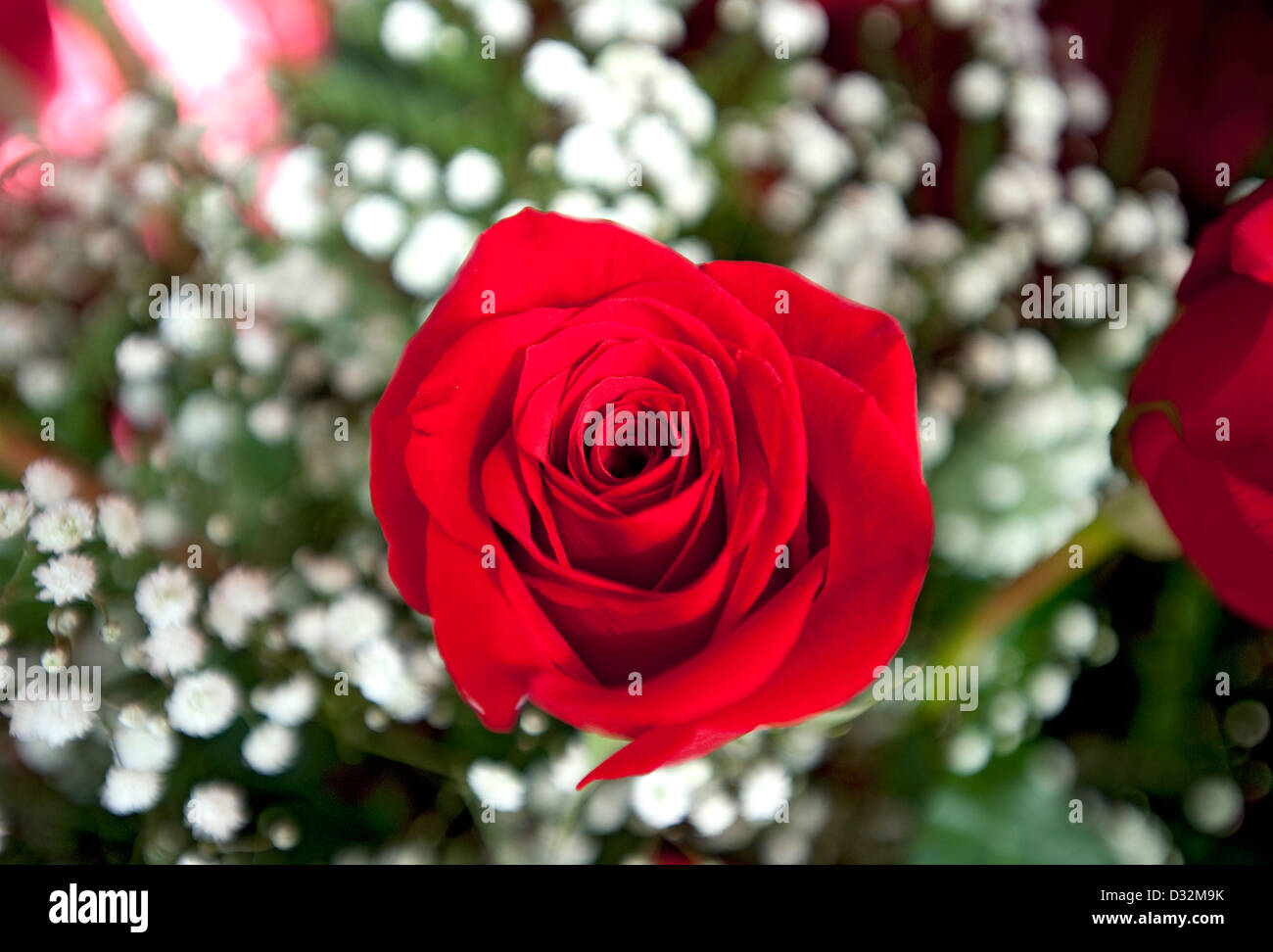Red Rose, genre Rosa Banque D'Images