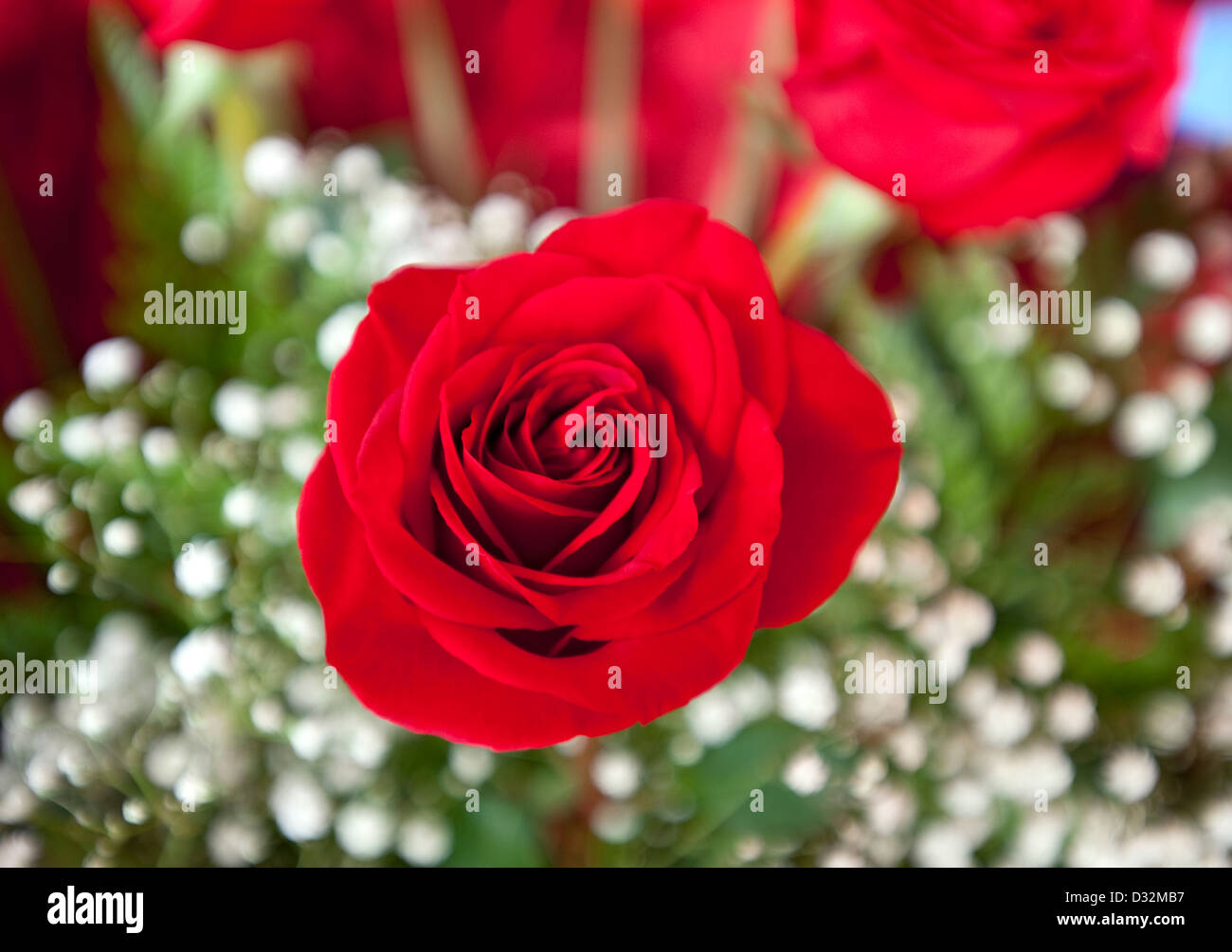 Red Rose, genre Rosa Banque D'Images