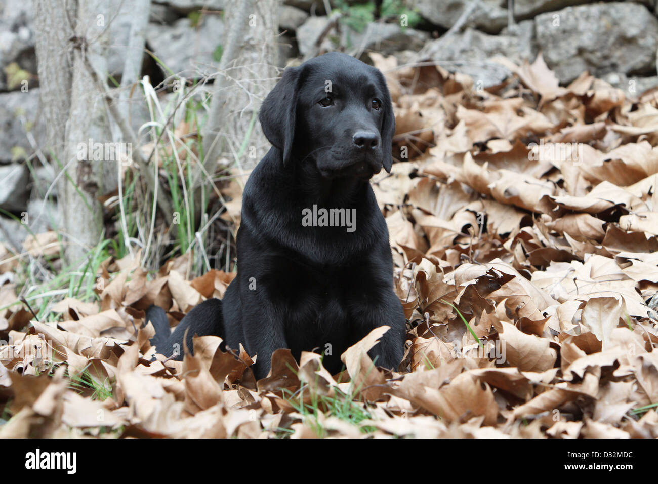 Chien Labrador Retriever chiot (noir) assis dans les feuilles mortes Banque D'Images