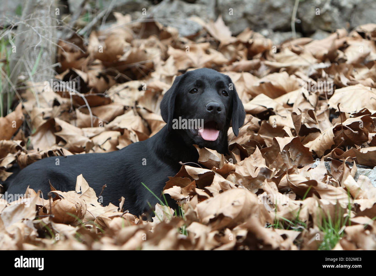 Chien Labrador Retriever chiot (noir) couché dans les feuilles mortes Banque D'Images