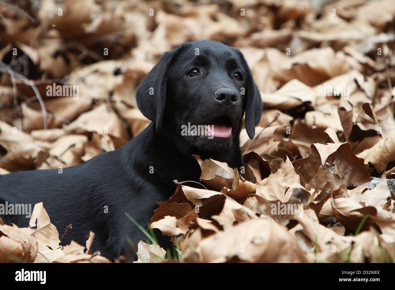 Chien Labrador Retriever chiot (noir) couché dans les feuilles mortes Banque D'Images