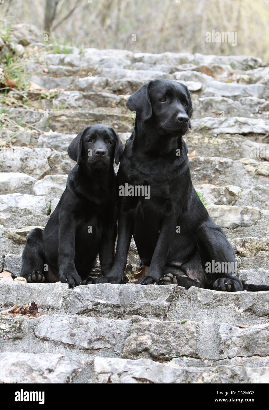 Chien Labrador Retriever adulte et chiot (noir) assis sur un mur Banque D'Images