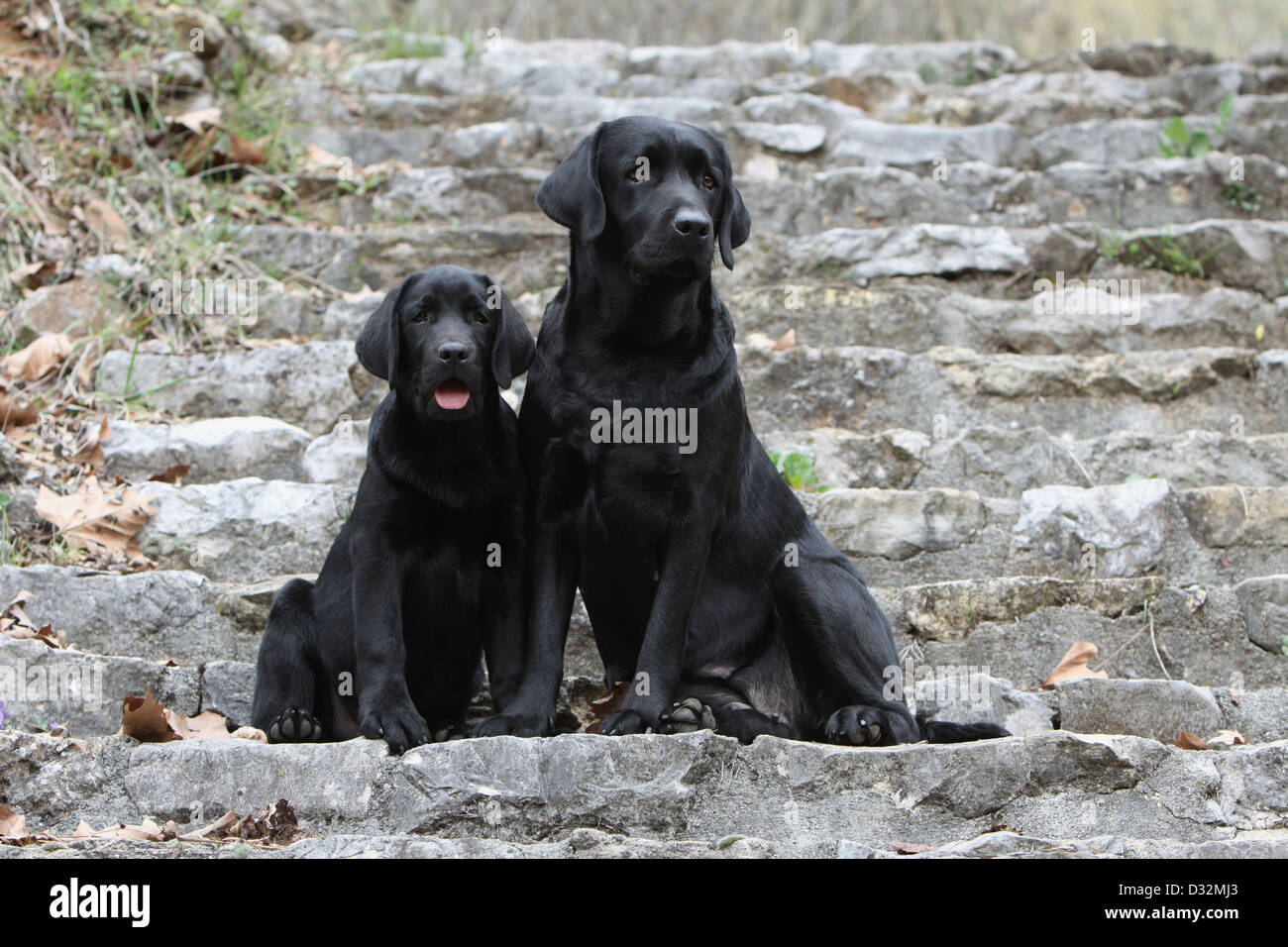 Chien Labrador Retriever adulte et chiot (noir) assis sur un mur Banque D'Images