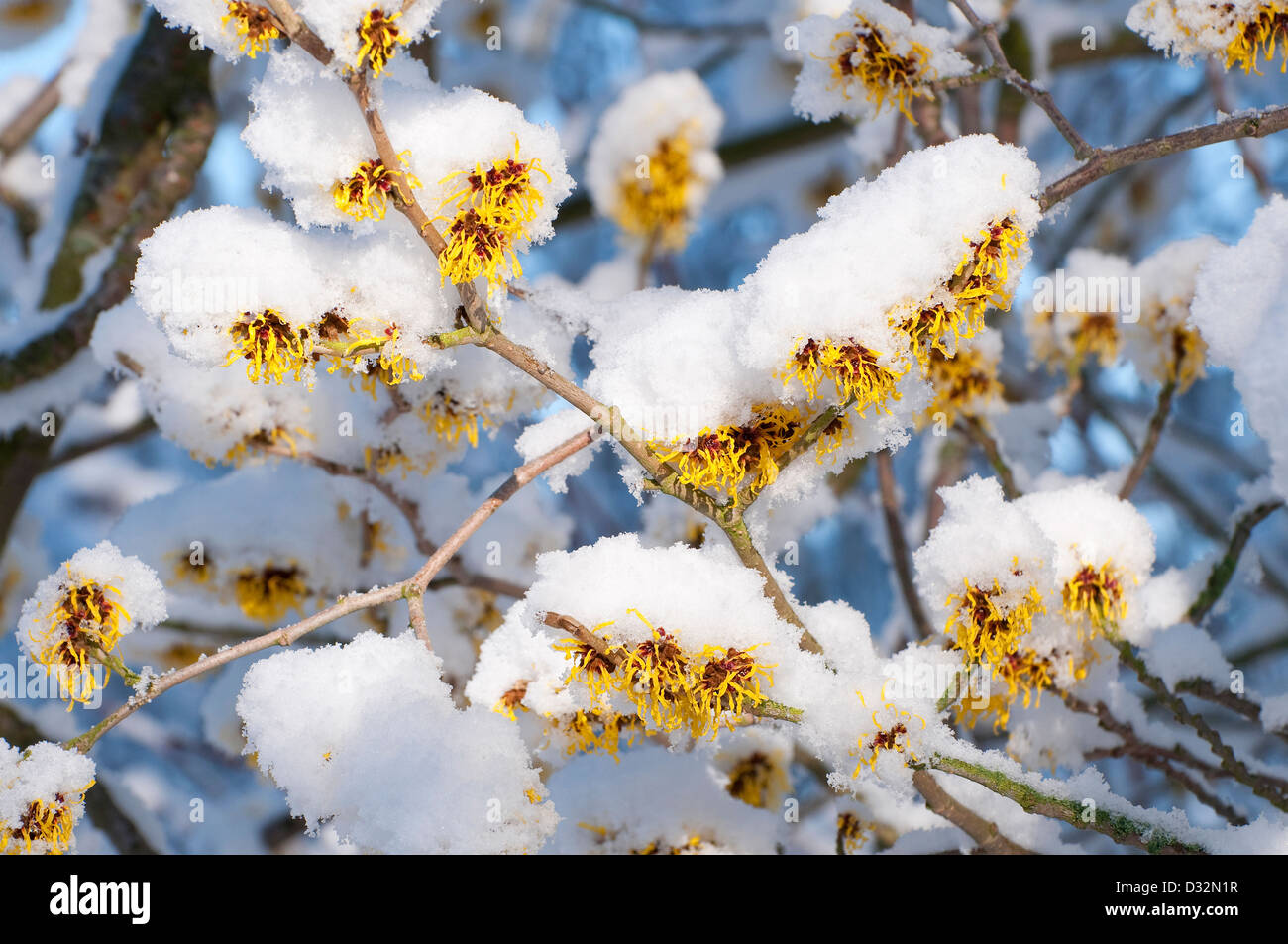 Witch hazel-fleurs couvertes de neige, Norfolk, Angleterre Banque D'Images