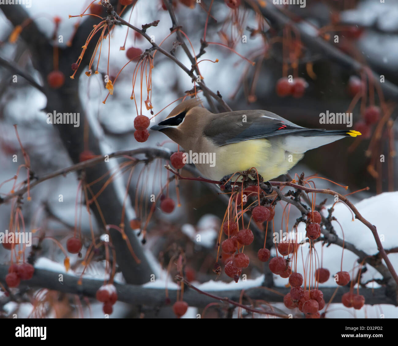 Un jaseur d'Amérique (Bombycilla cedrorum) se trouve perché sur une montagne ash tree en hiver, Missoula, Montana Banque D'Images