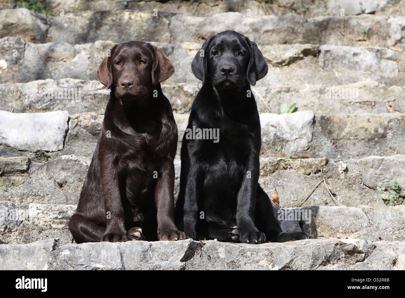 Chien Labrador Retriever chiots deux couleurs différentes (noir et chocolat) assis sur un mur Banque D'Images