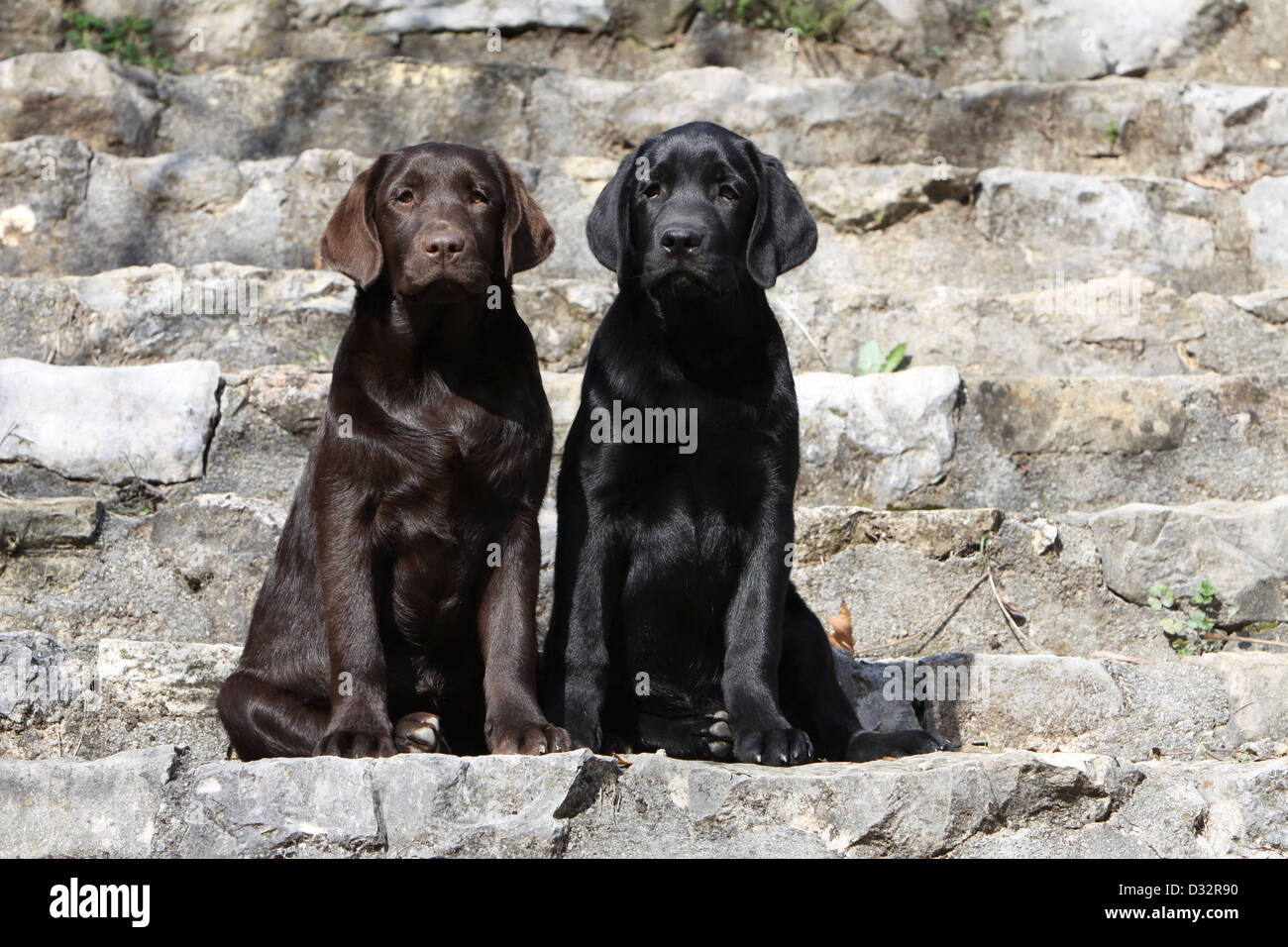 Chien Labrador Retriever chiots deux couleurs différentes (noir et chocolat) assis sur un mur Banque D'Images