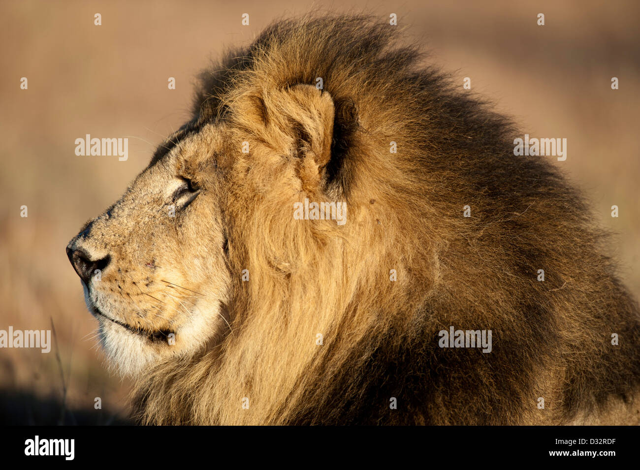 Panthero male Lion (Leo), Maasai Mara National Reserve, Kenya Banque D'Images