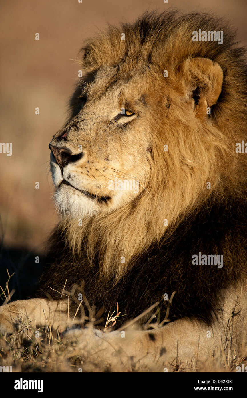 Panthero male Lion (Leo), Maasai Mara National Reserve, Kenya Banque D'Images