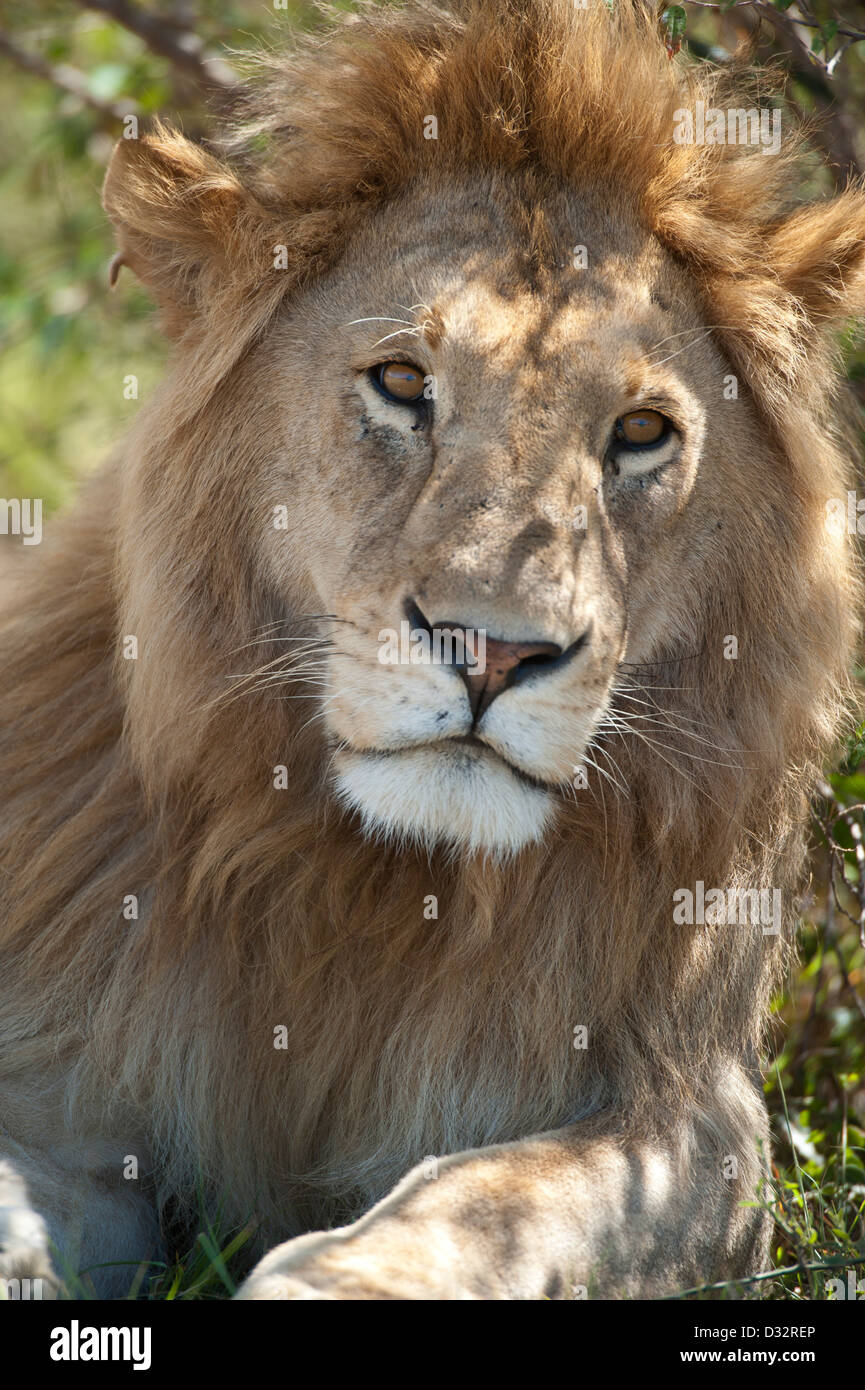 Panthero male Lion (Leo), Maasai Mara National Reserve, Kenya Banque D'Images