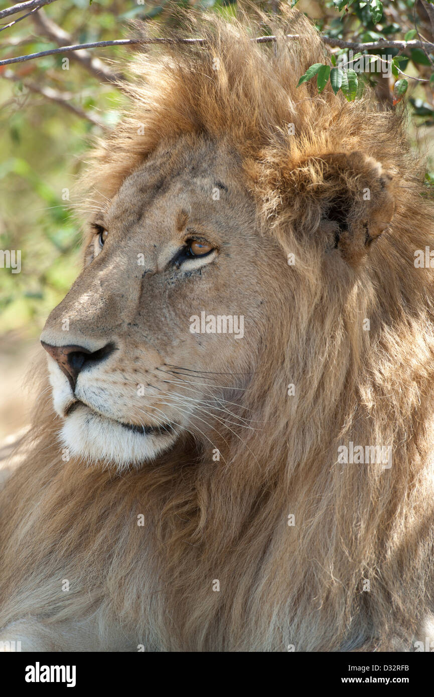 Panthero male Lion (Leo), Maasai Mara National Reserve, Kenya Banque D'Images