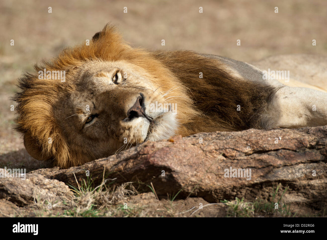 Panthero male Lion (Leo), Maasai Mara National Reserve, Kenya Banque D'Images