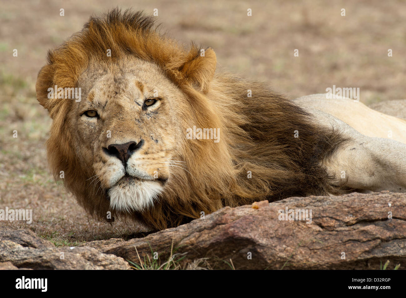 Panthero male Lion (Leo), Maasai Mara National Reserve, Kenya Banque D'Images