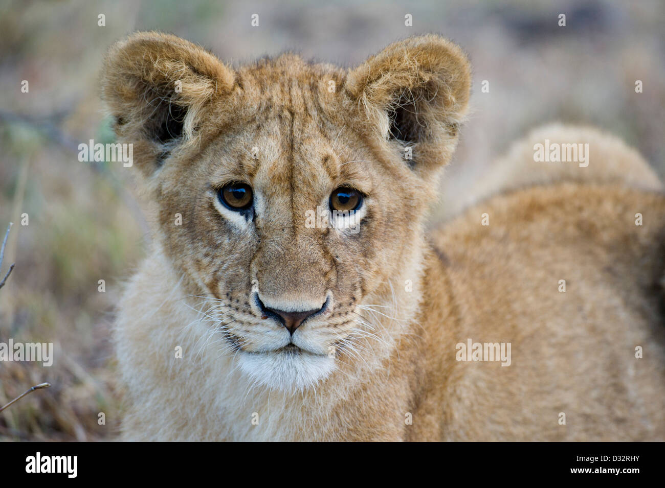 Lion cub (Panthero leo), Maasai Mara National Reserve, Kenya Banque D'Images