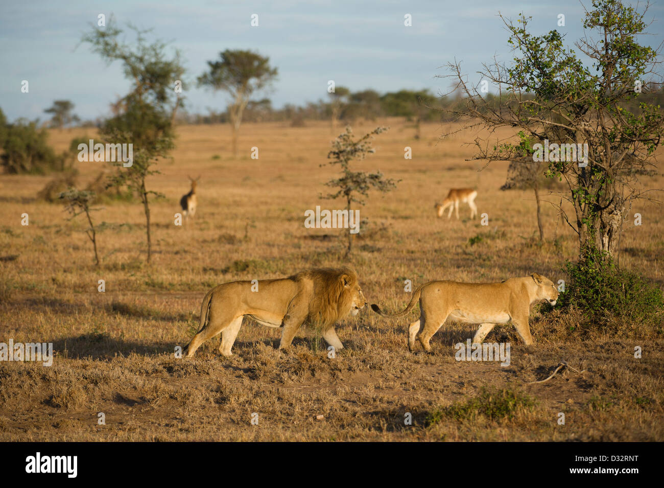 Paire d'accouplement des lions (Panthero leo), Maasai Mara National Reserve, Kenya Banque D'Images