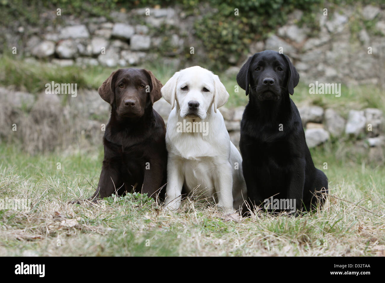 Chien Labrador Retriever trois chiots différentes couleurs (chocolat, jaune et noir) Banque D'Images