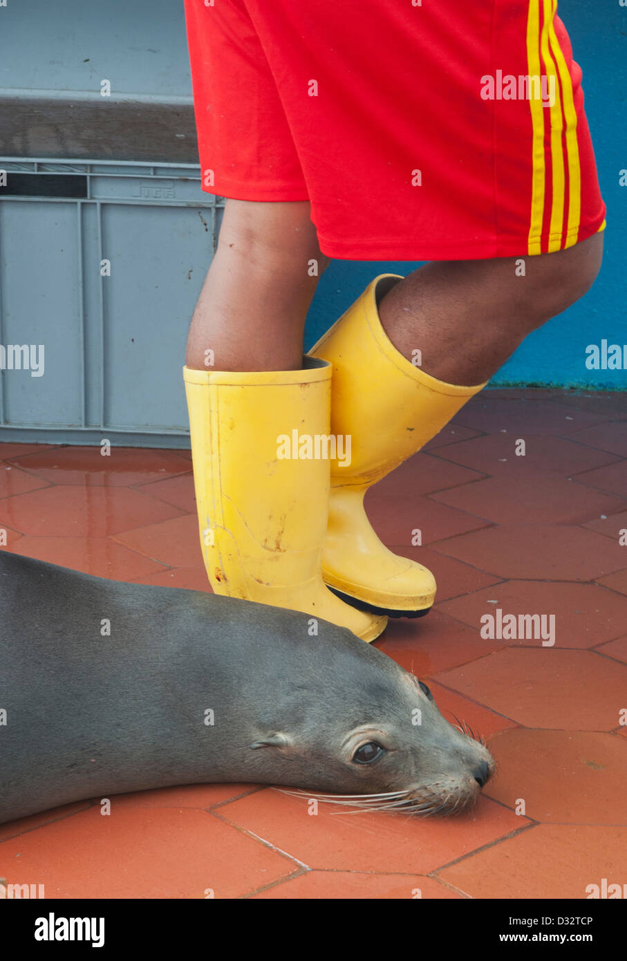 Lion de mer Galapagos (Zalophus wollebaeki) mendicité pour pêcher à Puerto Ayora marché aux poissons, l'île de Santa Cruz, Galapagos Banque D'Images