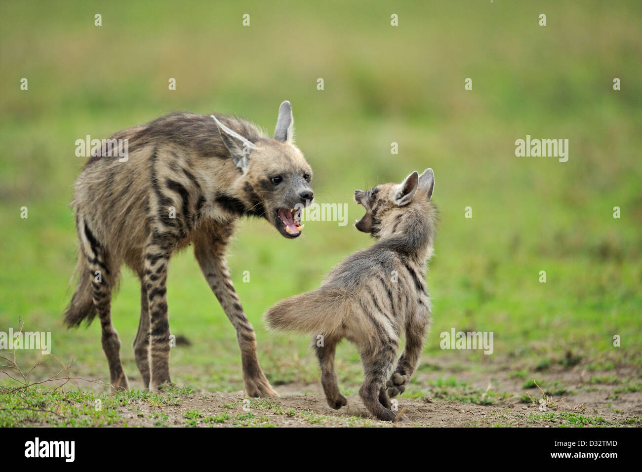 Hyène rayée (Hyaena hyaena) mère reprochant son cub dans Ndutu Banque D'Images