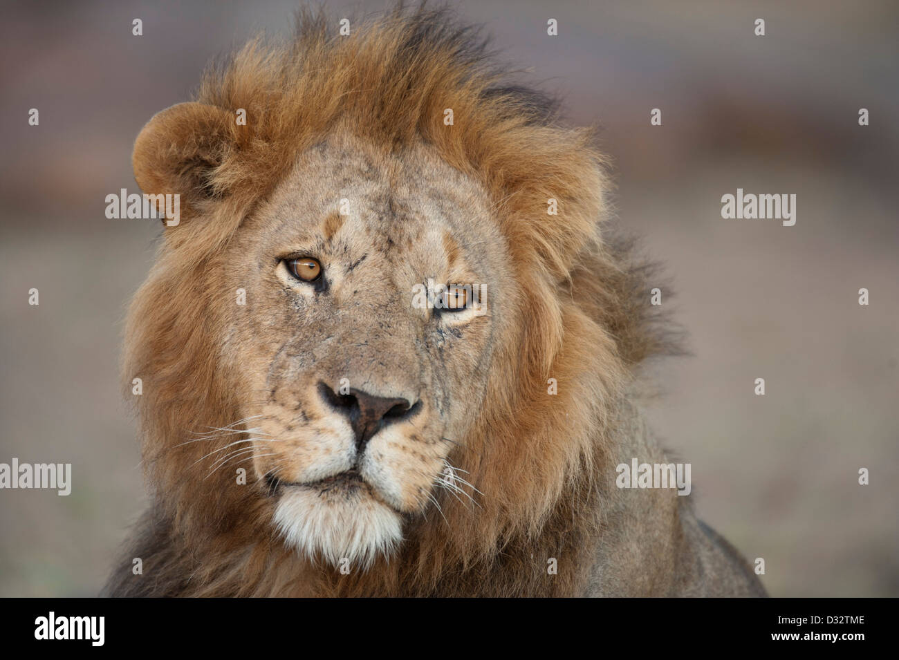 Panthero Lion (Leo), Maasai Mara National Reserve, Kenya Banque D'Images