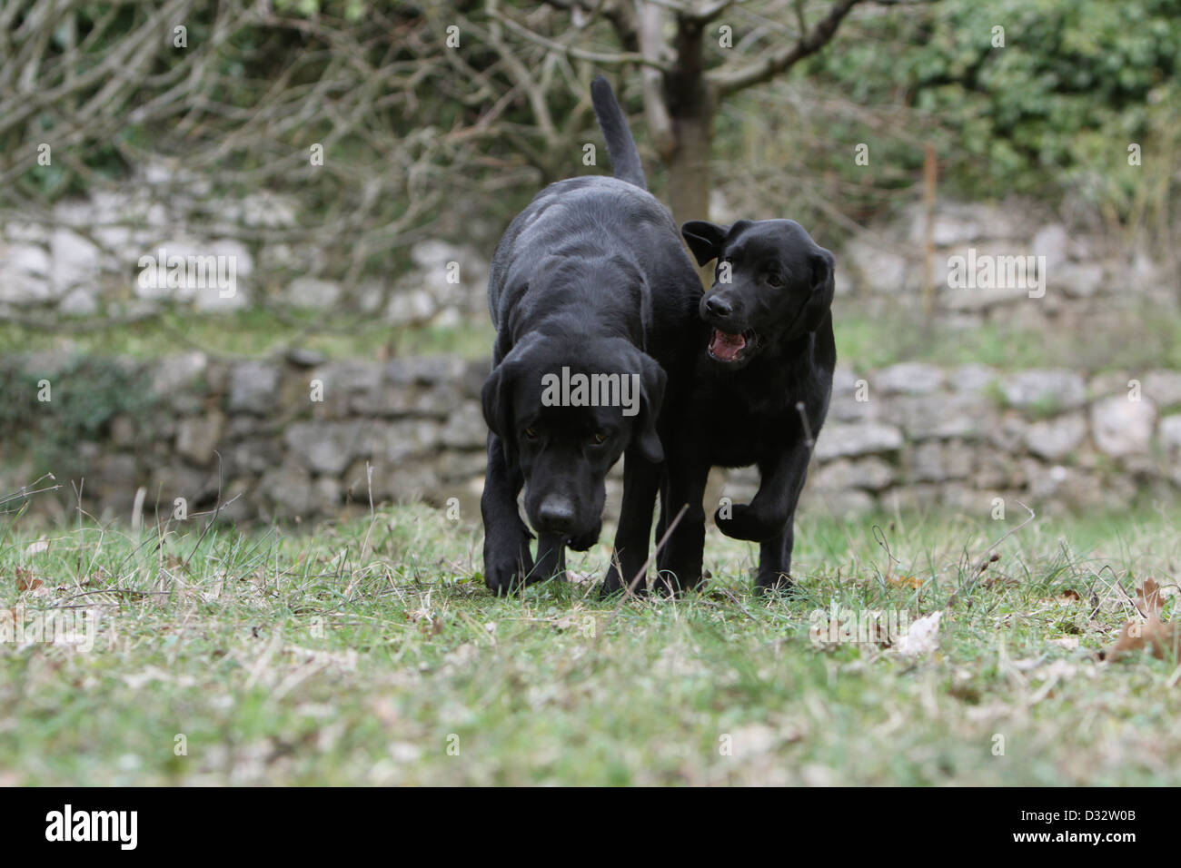 Chien Labrador Retriever adulte et chiot (noir) s'exécutant dans un pré Banque D'Images