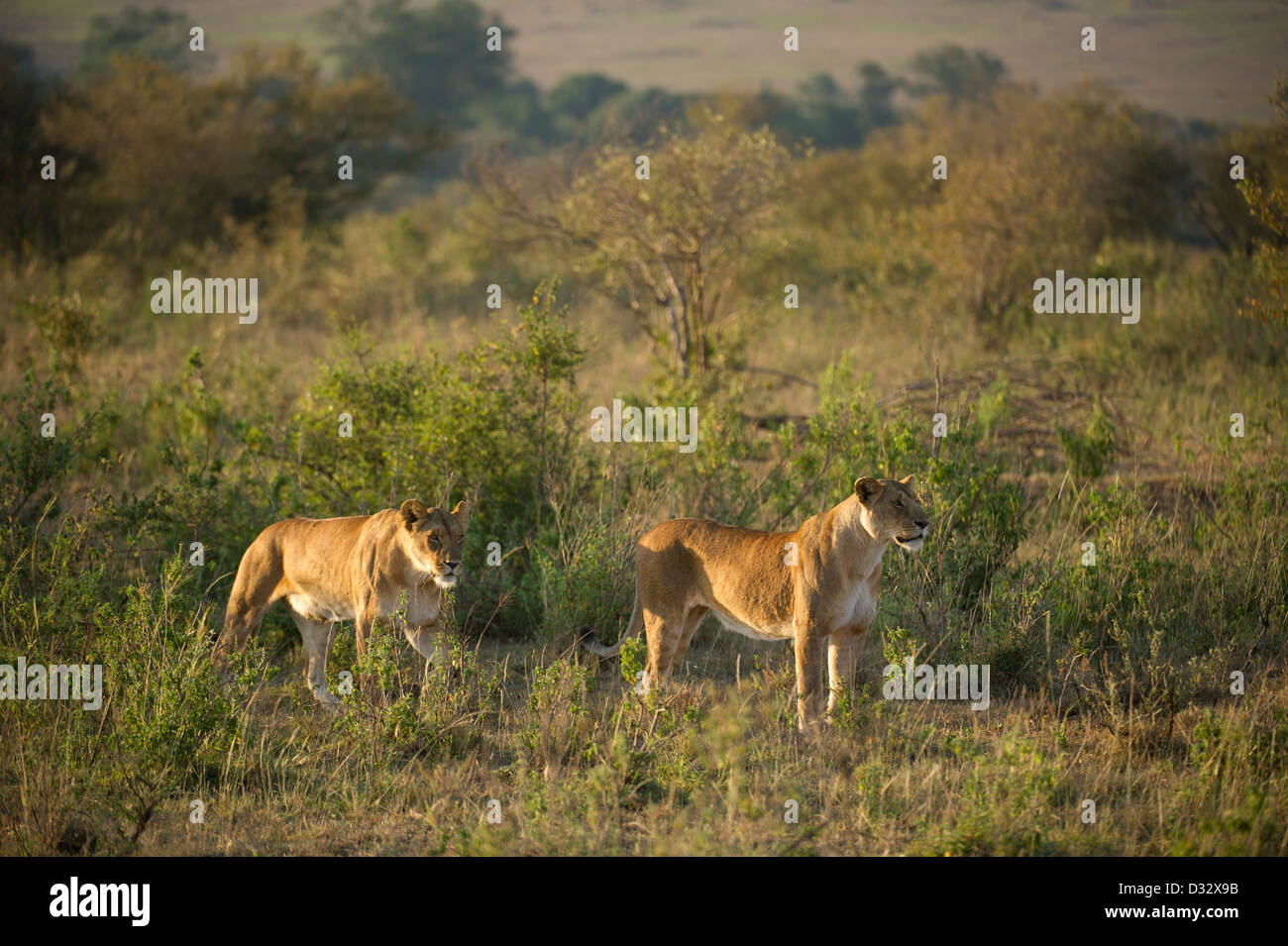 Panthero Lions (Leo), Maasai Mara National Reserve, Kenya Banque D'Images