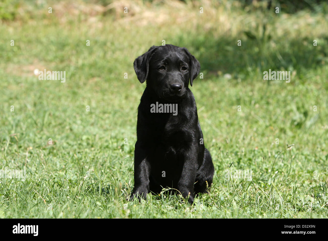 Chien Labrador Retriever chiot (noir) assis dans un jardin Banque D'Images
