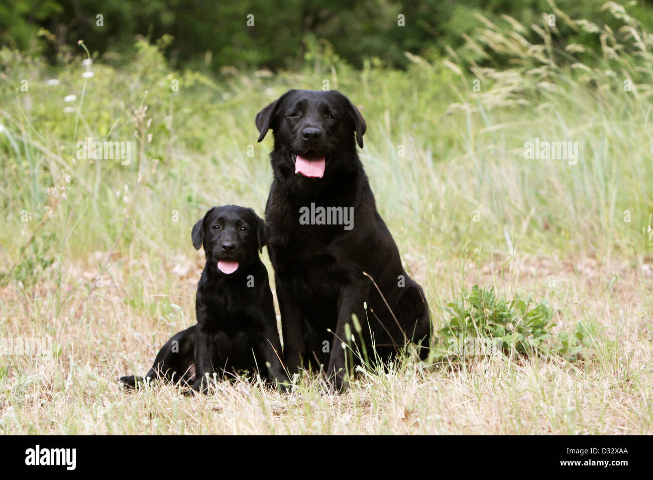 Chien Labrador Retriever adulte et chiot (noir) assis dans un pré Banque D'Images
