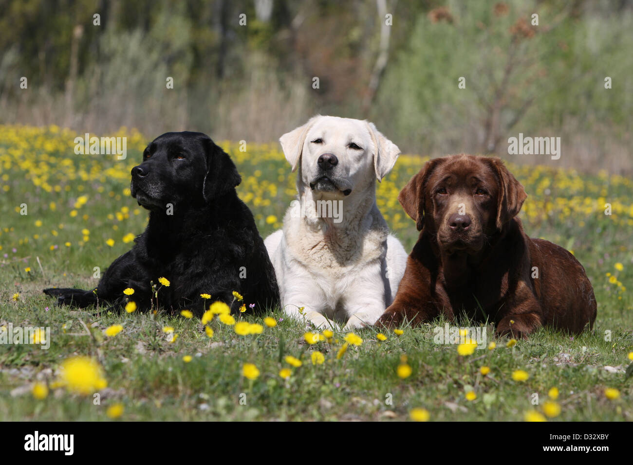 Three dog breeds together Banque de photographies et d’images à haute — free download