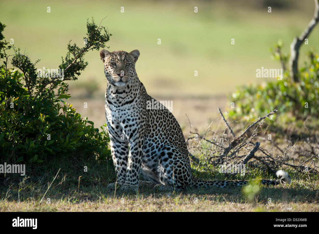 Leopard (Panthera pardus), Maasai Mara National Reserve, Kenya Banque D'Images