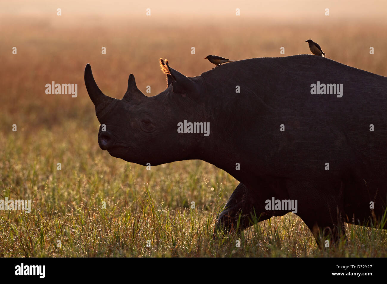 Silhouette d'un rhinocéros noir, Diceros bicornis, réserve de Masai Mara, Kenya avec oxpekers éclairé par LED Banque D'Images