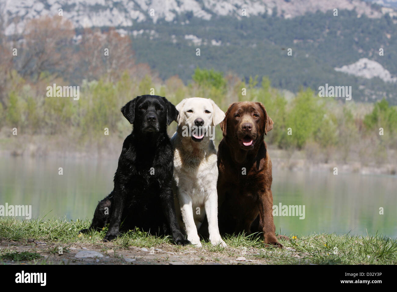Chien Labrador Retriever trois adultes différentes couleurs (noir, jaune et chocolat) assis sur le bord d'un étang Banque D'Images