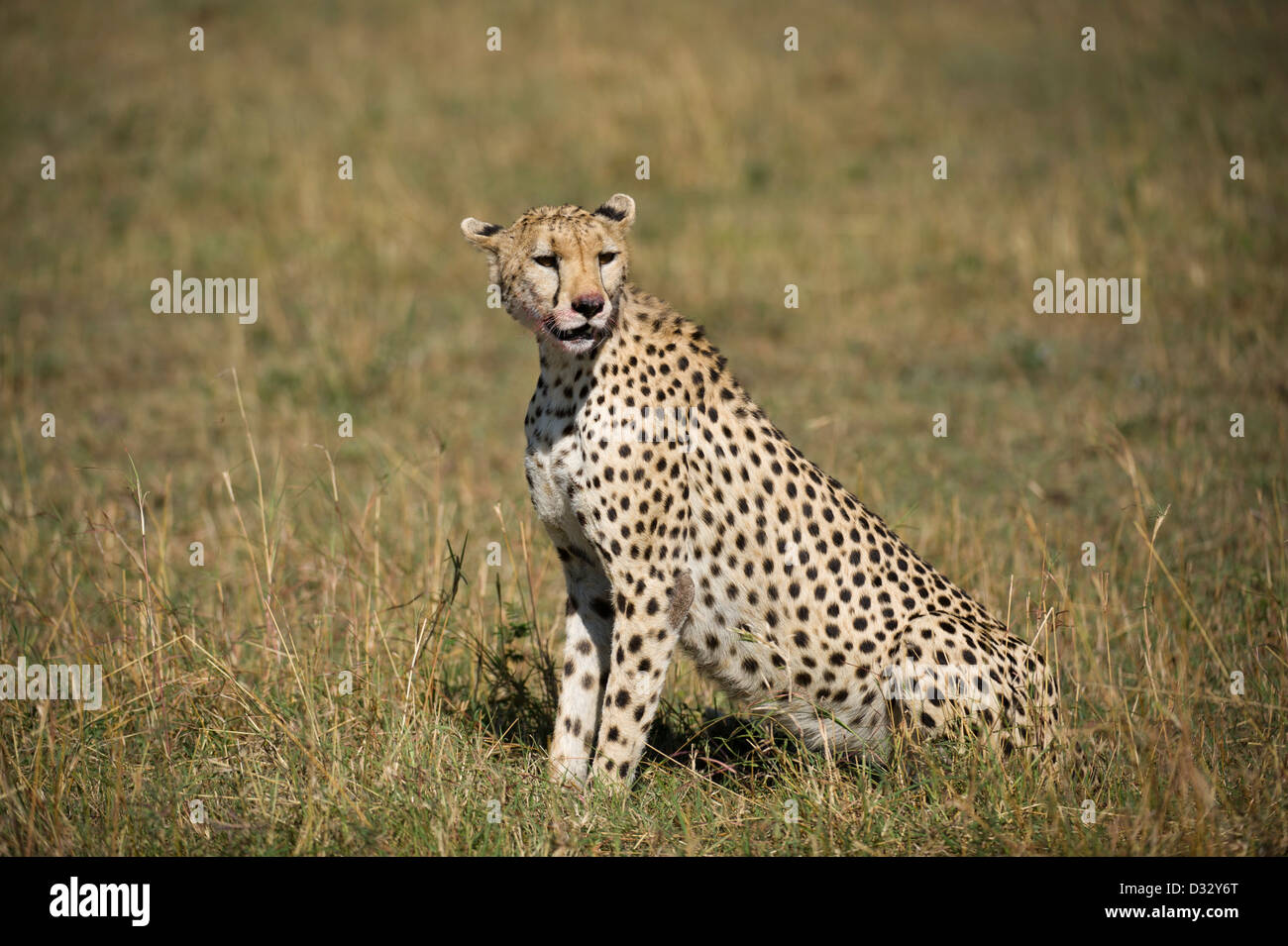 Le Guépard (Acinonyx jubatus) sur un kill, Maasai Mara National Reserve, Kenya Banque D'Images